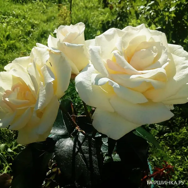 превью изображения отзыва