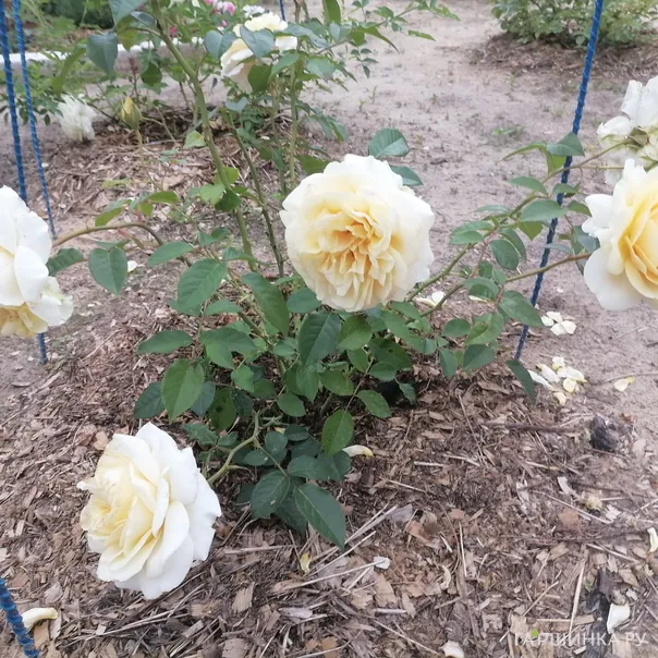 превью изображения отзыва