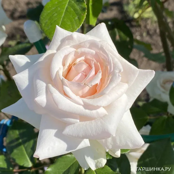 превью изображения отзыва