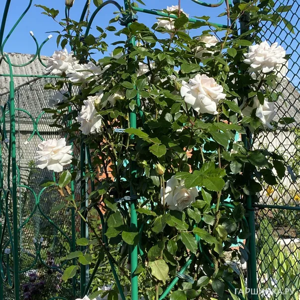 превью изображения отзыва