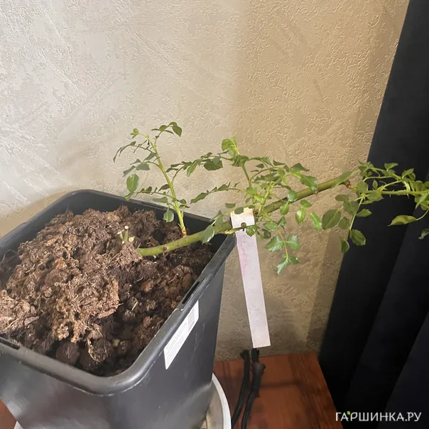 превью изображения отзыва