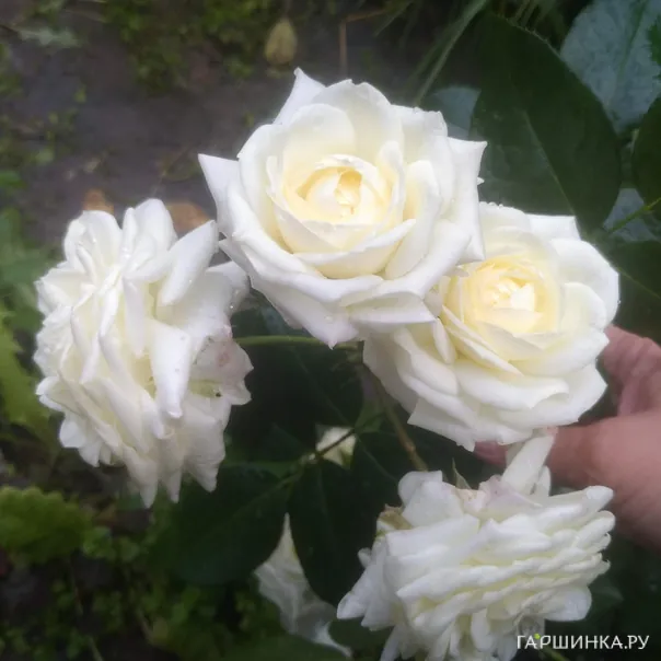 превью изображения отзыва