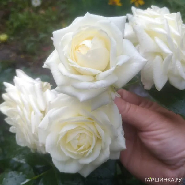 превью изображения отзыва