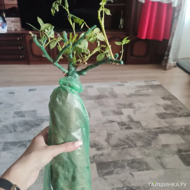 превью изображения отзыва