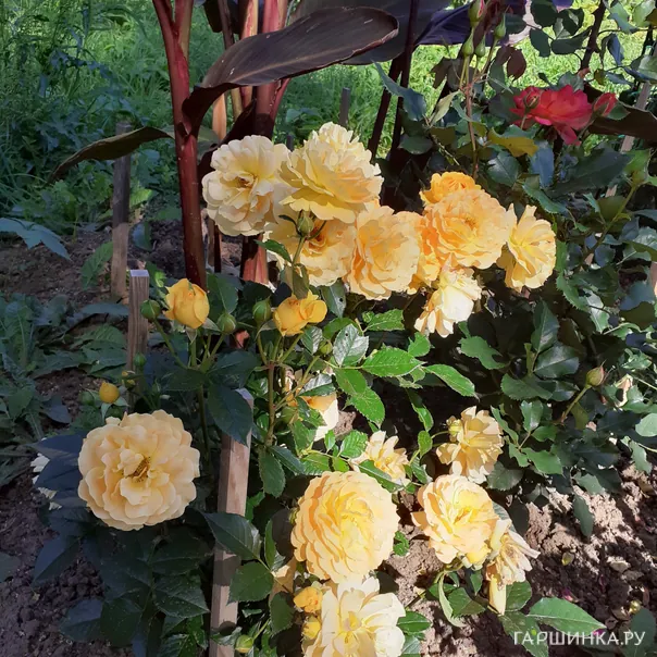 превью изображения отзыва