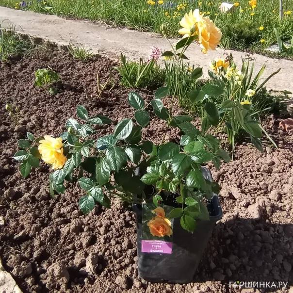 превью изображения отзыва