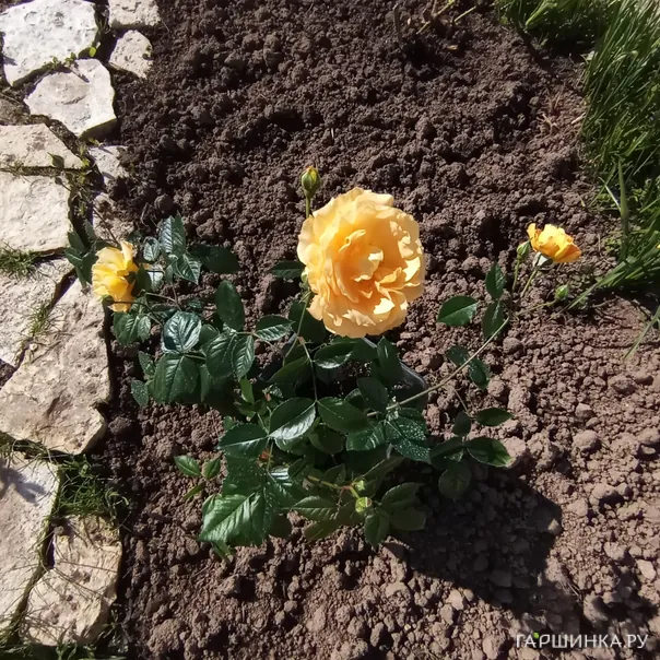 превью изображения отзыва