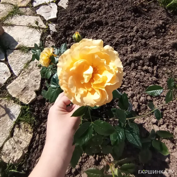 превью изображения отзыва