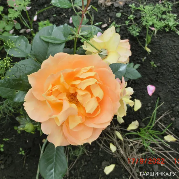 превью изображения отзыва