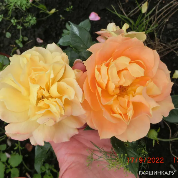 превью изображения отзыва