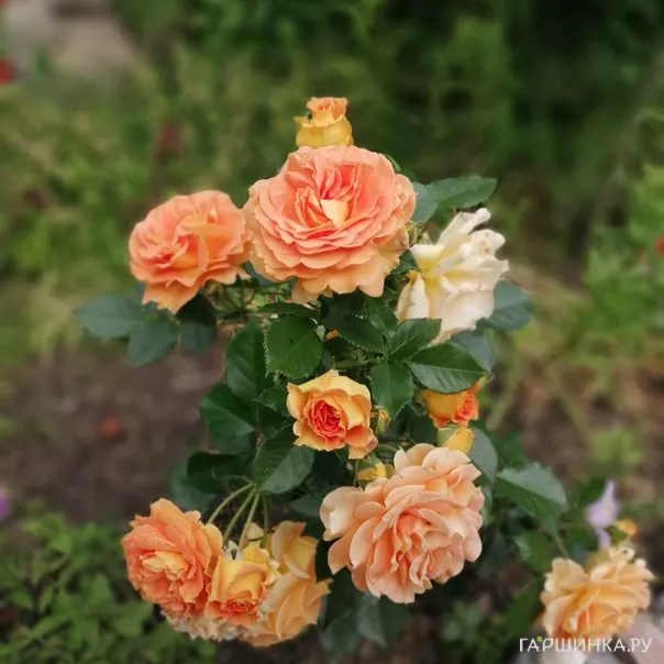 превью изображения отзыва