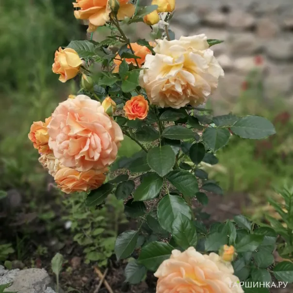 превью изображения отзыва