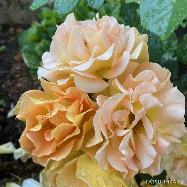 превью изображения отзыва