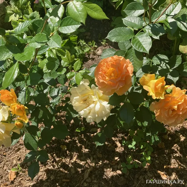 превью изображения отзыва