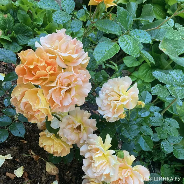 превью изображения отзыва