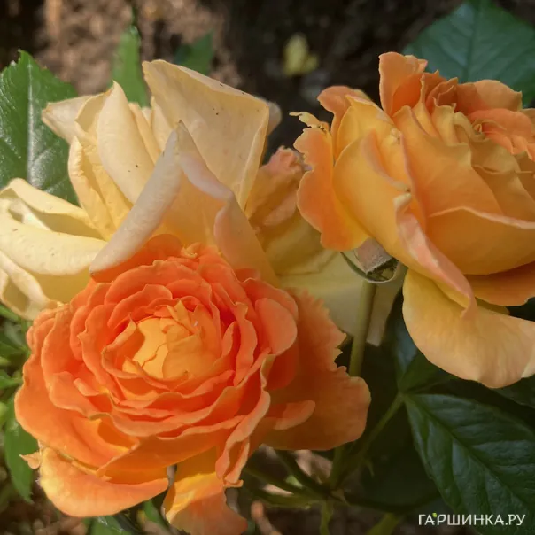 превью изображения отзыва