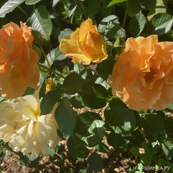 превью изображения отзыва