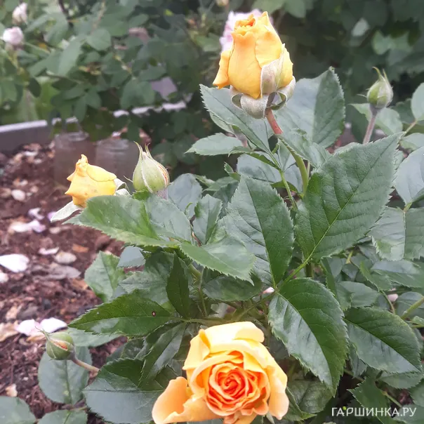 превью изображения отзыва