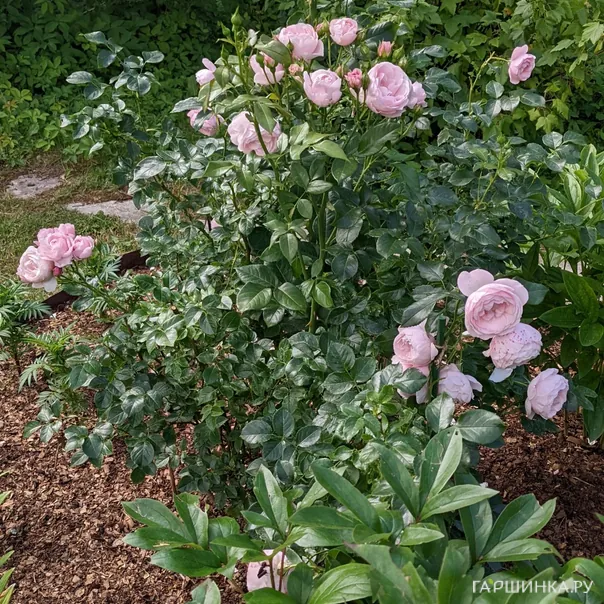 превью изображения отзыва