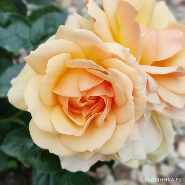 превью изображения отзыва