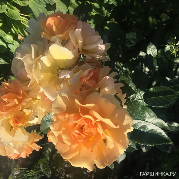 превью изображения отзыва