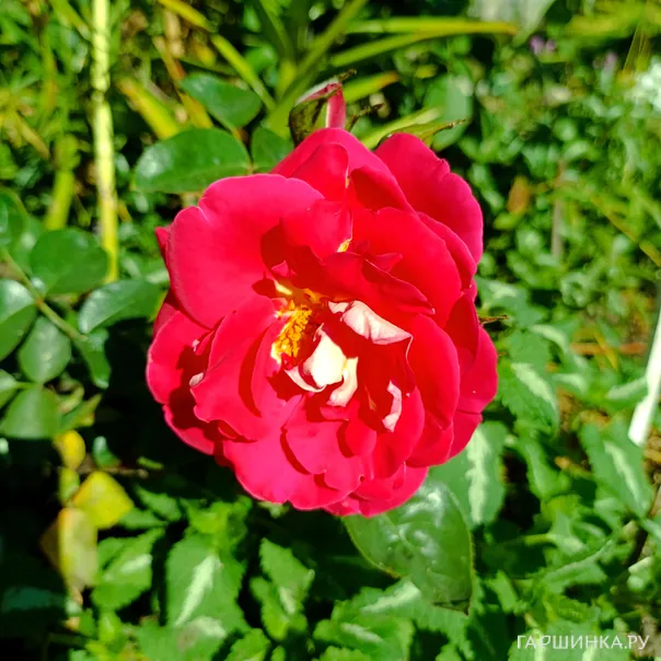 превью изображения отзыва