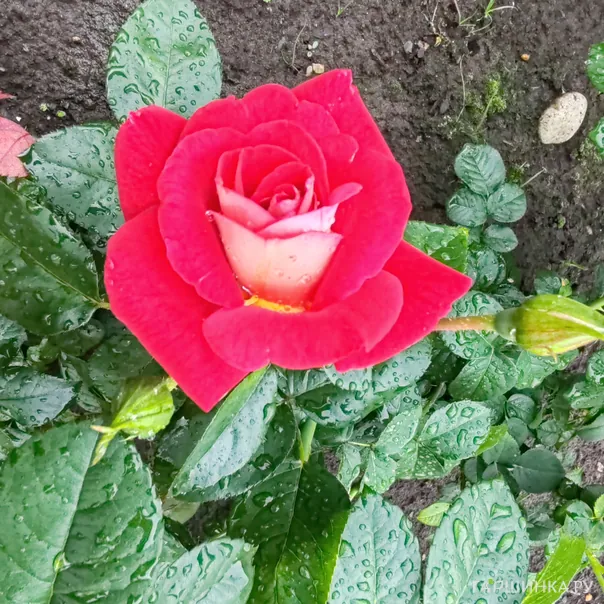 превью изображения отзыва