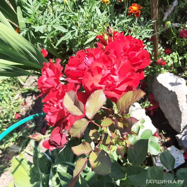 превью изображения отзыва