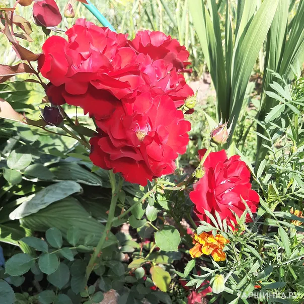 превью изображения отзыва