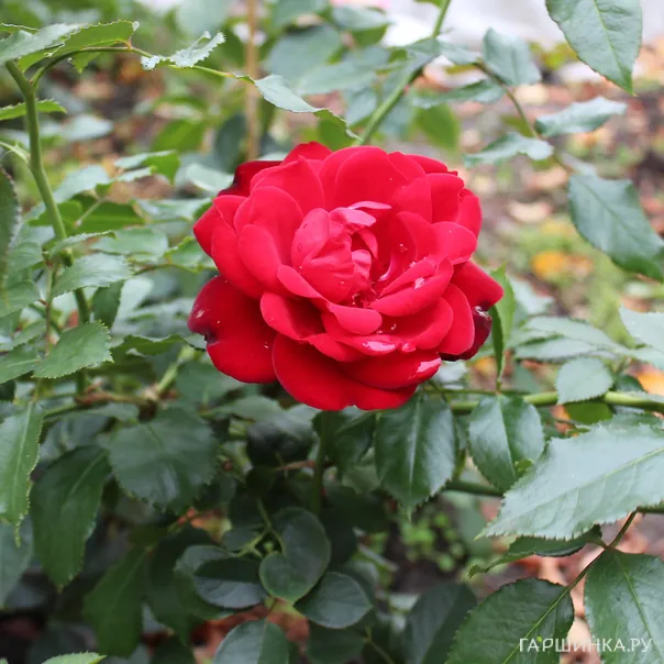 превью изображения отзыва