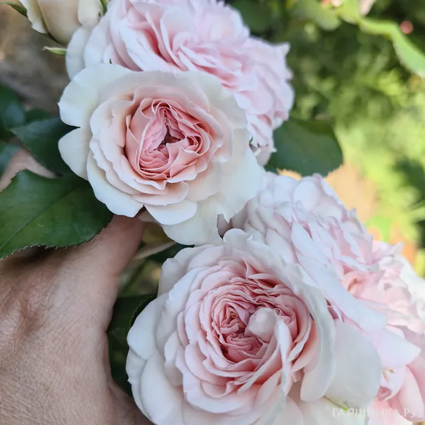 превью изображения отзыва