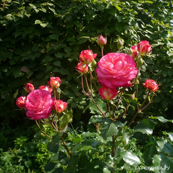 превью изображения отзыва