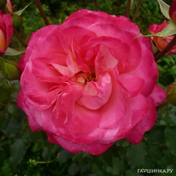 превью изображения отзыва