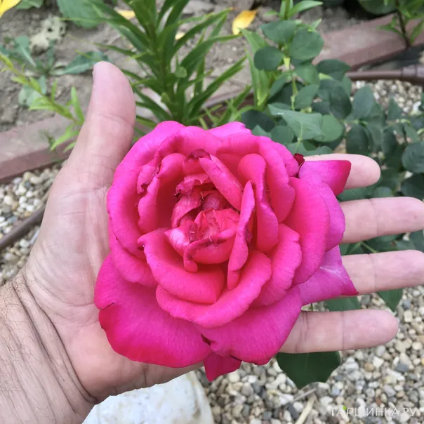 превью изображения отзыва