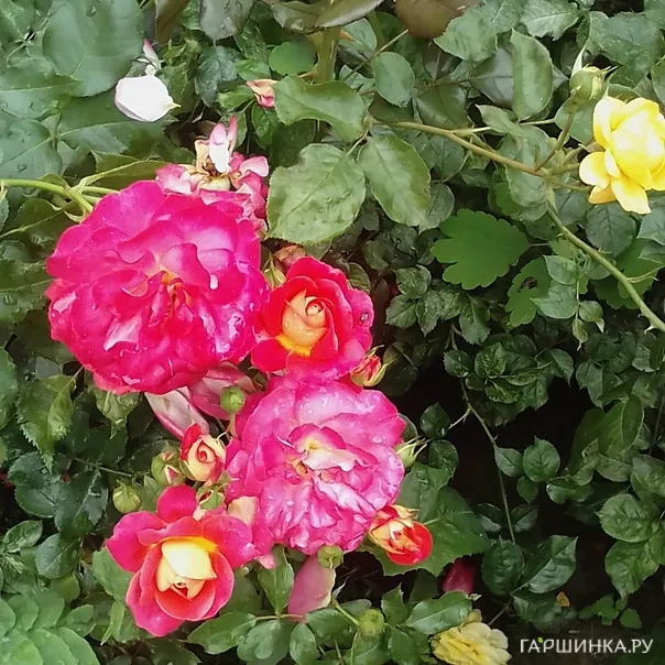 превью изображения отзыва