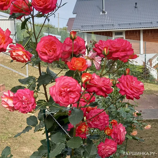 превью изображения отзыва