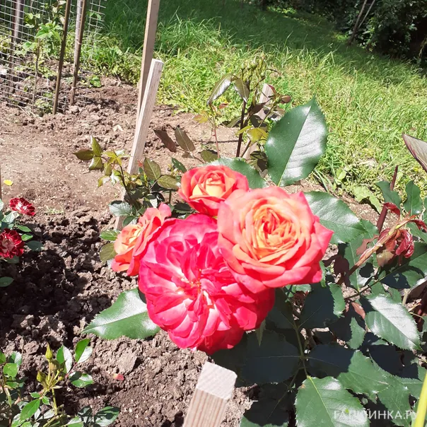 превью изображения отзыва