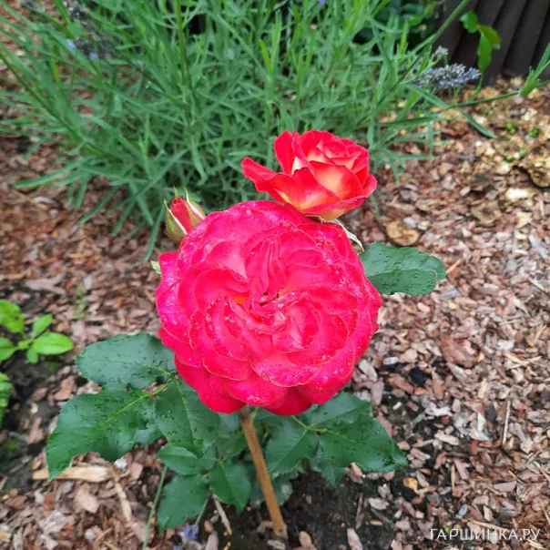 превью изображения отзыва