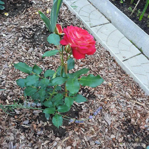 превью изображения отзыва