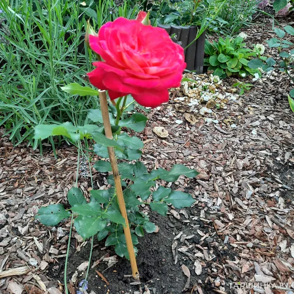 превью изображения отзыва