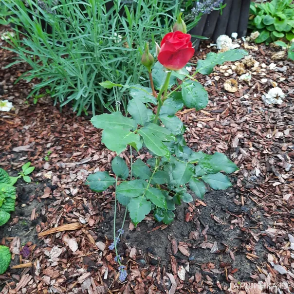 превью изображения отзыва