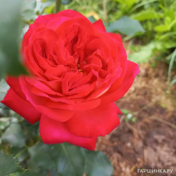 превью изображения отзыва