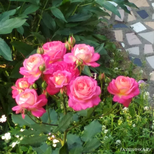 превью изображения отзыва