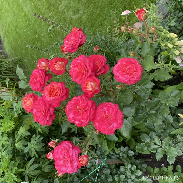 превью изображения отзыва