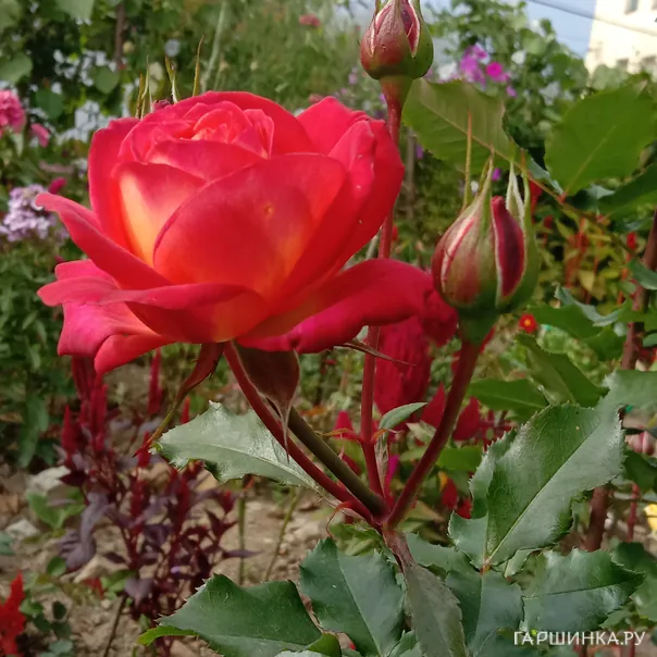 превью изображения отзыва