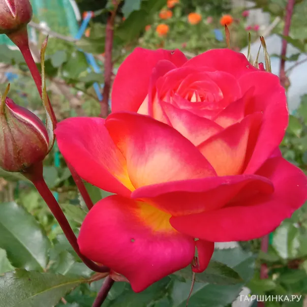 превью изображения отзыва