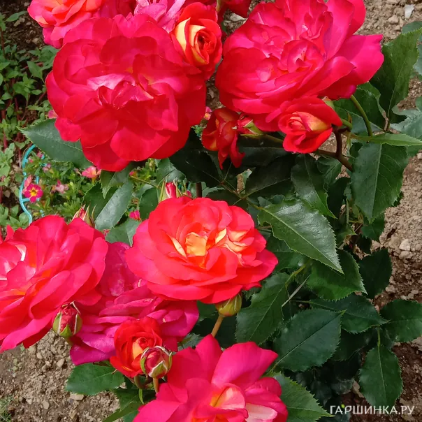 превью изображения отзыва