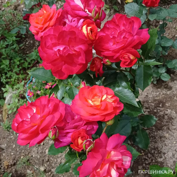 превью изображения отзыва