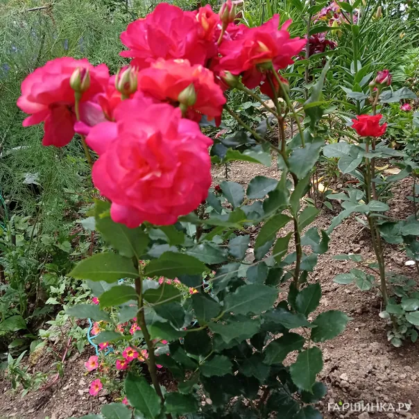 превью изображения отзыва