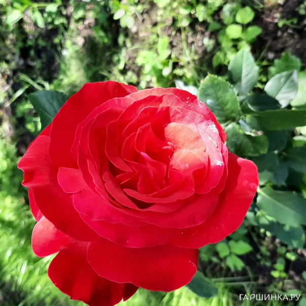 превью изображения отзыва